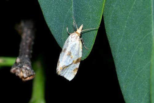 Fulvoclysia nerminae